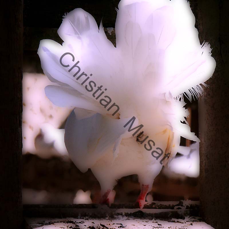 pigeon effet 004