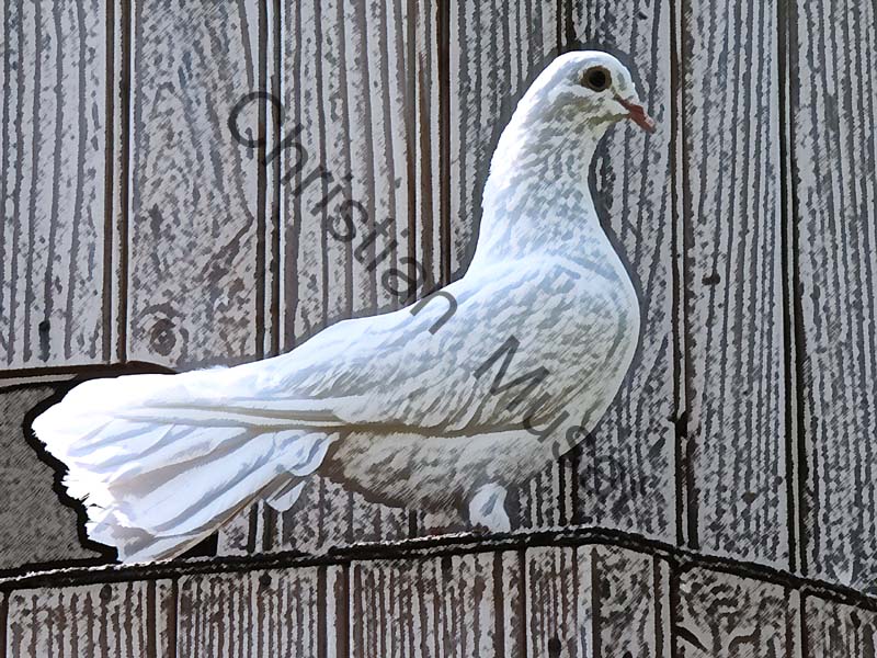 pigeon effet 006