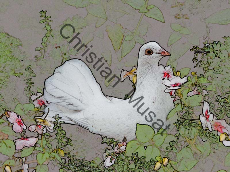 pigeon effet 009