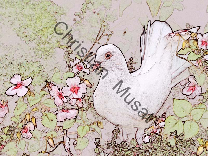 pigeon effet 010