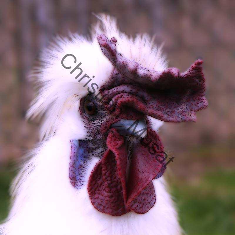 poule effet 001