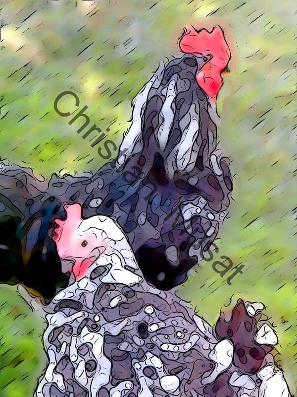 poule effet 008