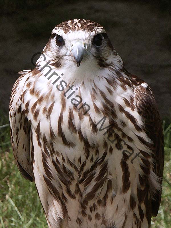 rapace effet 002