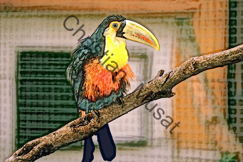 toucan effet 001