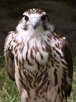rapace effet 002