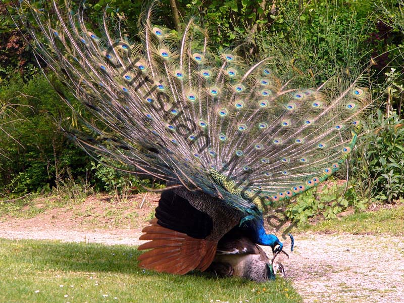 paon roue 009