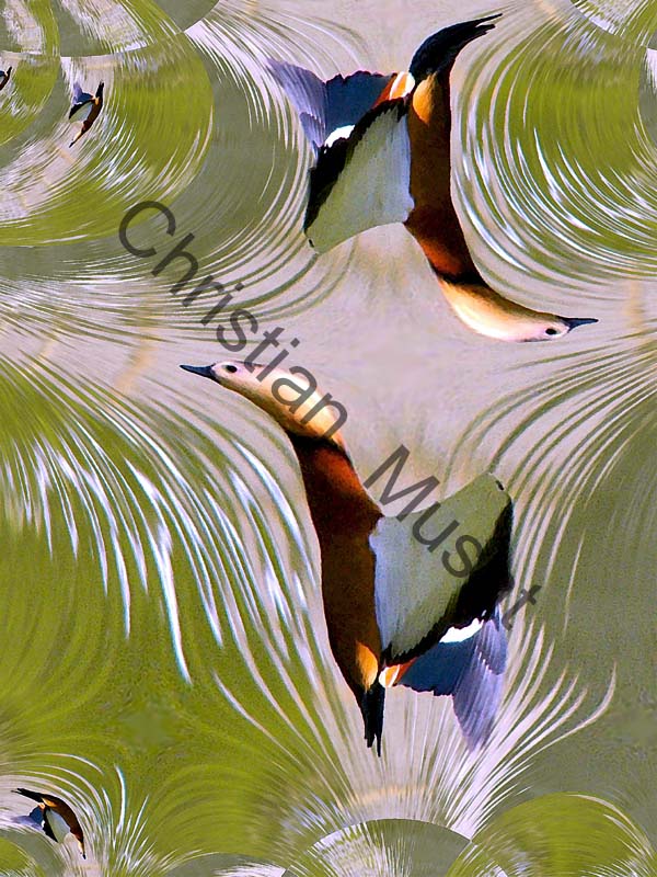 réplique tadorne 001