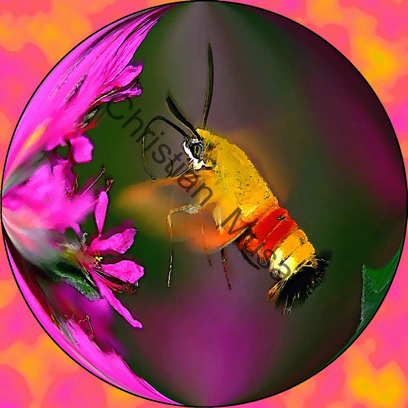 sphère papillon 005