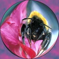 sphère abeille 002