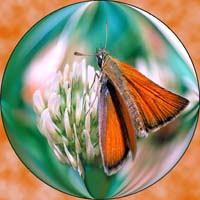 sphère papillon 011