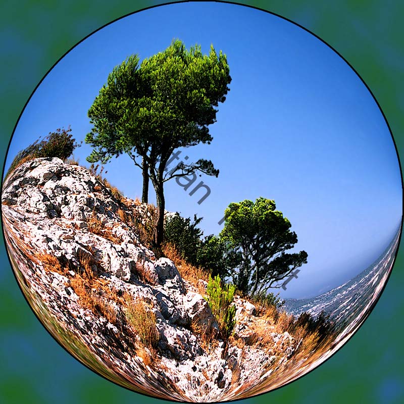 sphère arbre 009