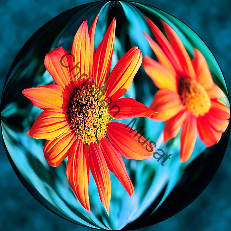 sphère marguerite 002