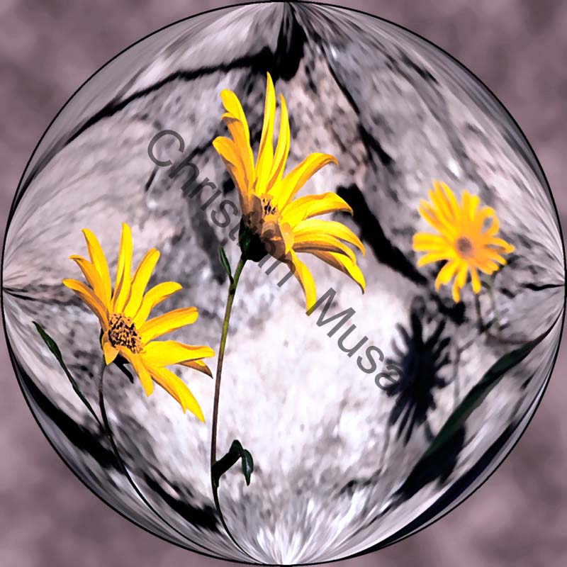sphère marguerite 006
