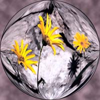 sphère marguerite 006