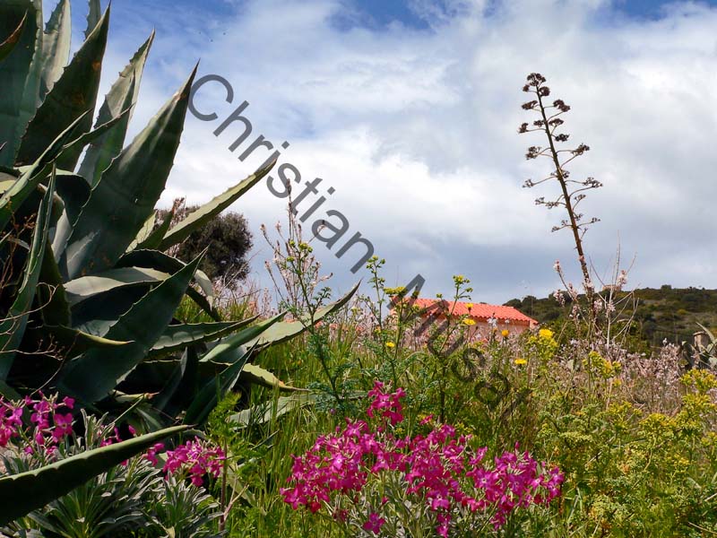 Corse campagne 001