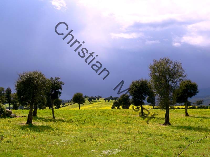 Corse campagne 002