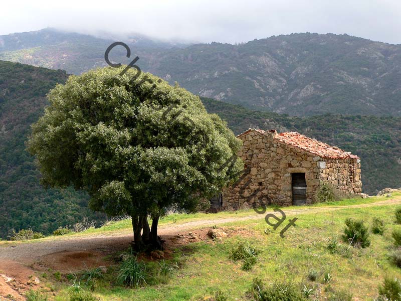 Corse campagne 004