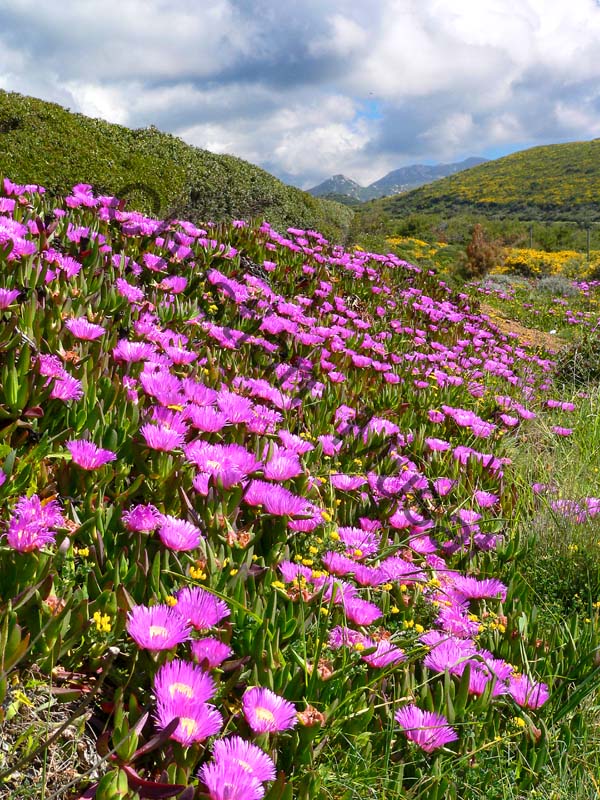 Corse fleur 001