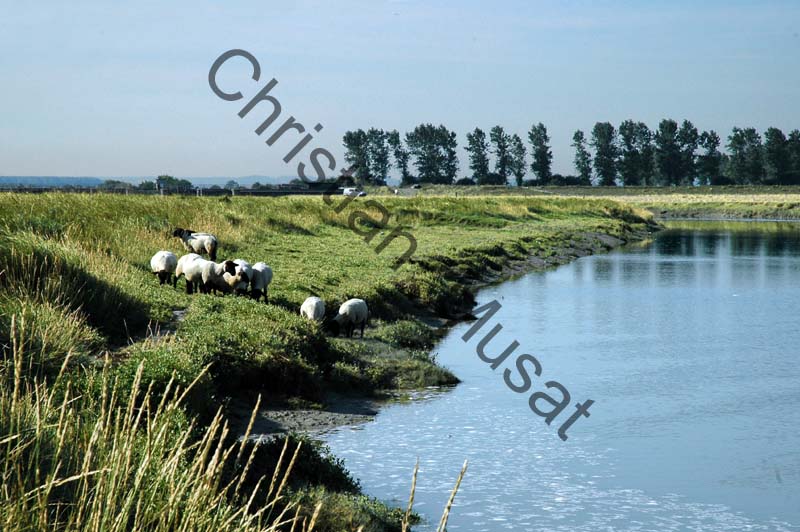 Mont St Michel mouton 002