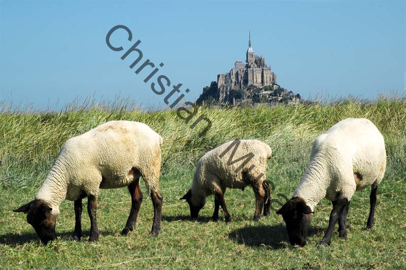 Mont St Michel mouton 003