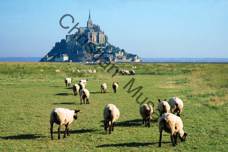 Mont St Michel mouton 004