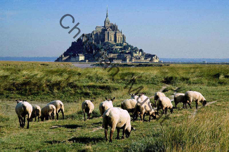 Mont St Michel mouton 006