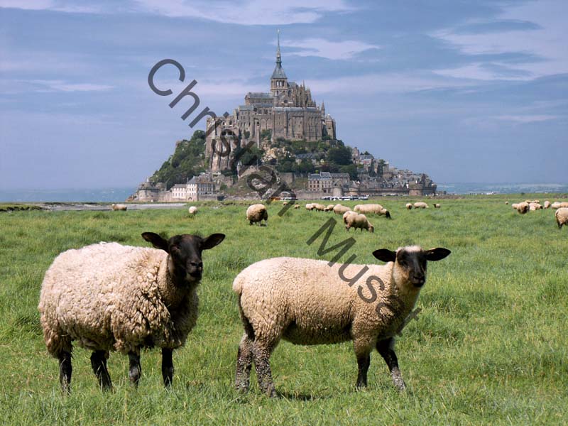 Mont St Michel mouton 007
